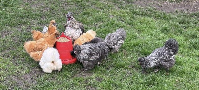 Preview of the first image of USA/BEARDED silkie hatching eggs?? and chicks?? available.