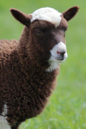 Image 3 of Registered Shetland Lambs and Shearlings