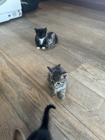 Image 20 of Kittens ready for their new homes beginning of May