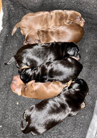 Image 5 of For sale Male Standard Dachshund Puppies