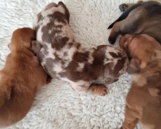 Image 15 of Dachshund Puppies available males and females