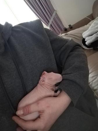 Image 3 of Male Skinny pigs for sale