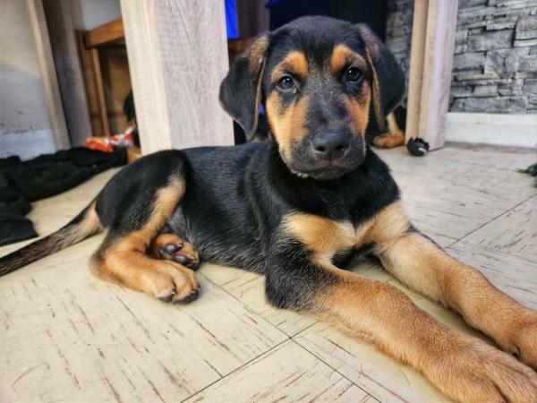 Image 23 of German Shepherd / Doberman Rottweiler Pups Ready For Homes