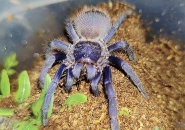 Image 12 of Tarantula collection for sale
