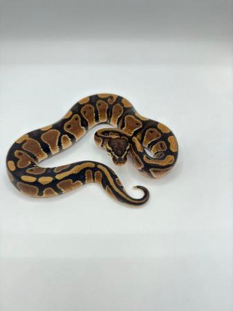Image 2 of 2023 Normal Het Pied Male Royal Python