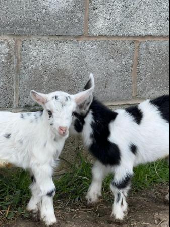 Image 14 of Registered Male Dwarf Dairy Goat Kids like Nigerian Dwarf