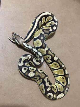 Image 5 of *PRICE DROPPED* ROYAL PYTHONS male and females