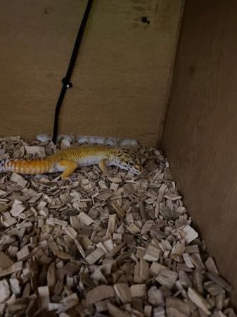 Image 3 of Leopard gecko, very pretty and  friendly