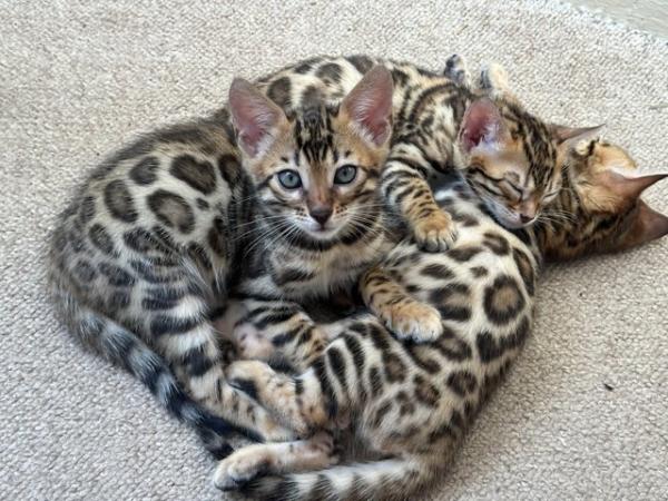 Image 1 of TICA registered bengal kittens for sale!??