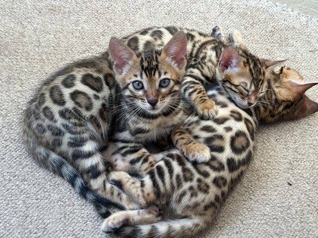 Preview of the first image of TICA registered bengal kittens for sale!??.