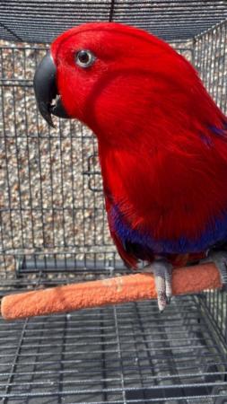 Image 2 of Female eclectus parrot for sale