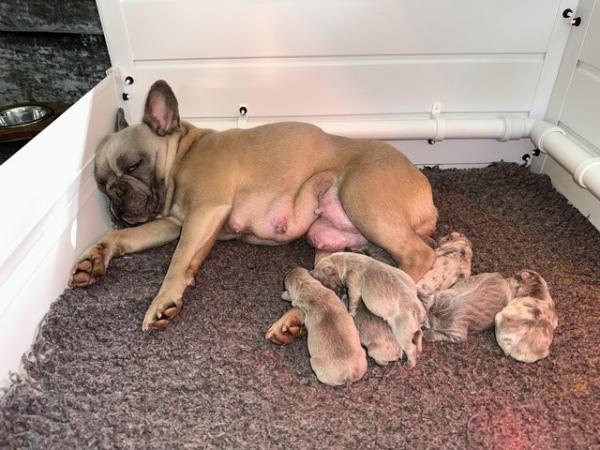 Image 10 of French bulldog Puppys quality litter PP avail