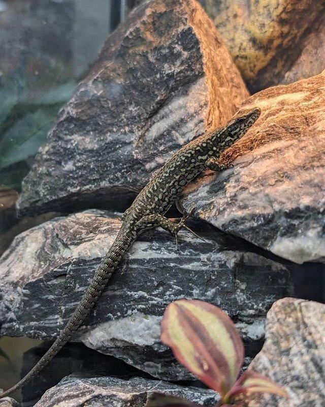 Preview of the first image of Black Bellied Wall Lizards Podarcis muralis nigriventris.