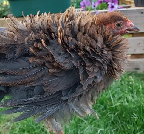 Image 4 of Pet Chickens/Poultry/Hens/Cockerells/Frizzle feathered for s