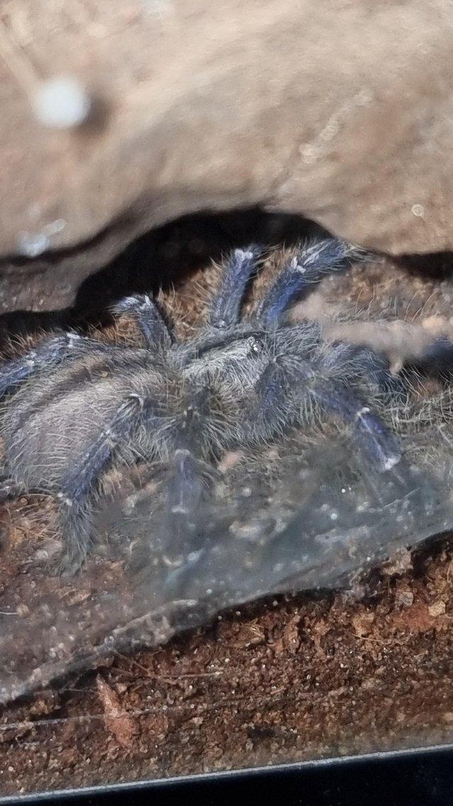 Preview of the first image of Poecilotheria metallica x 2.
