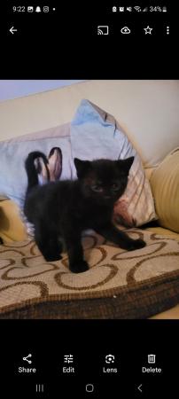 Image 1 of 4 black kittens for sale, Buckinghamshire area, High Wycombe