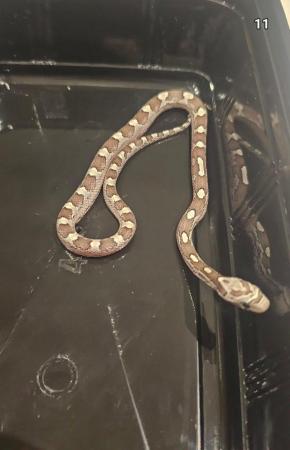 Image 5 of Baby corn snakes 9 months old various colours. Not been sexe
