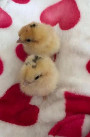 Image 1 of Very rare Citron Silkie hatching eggs & chicks available