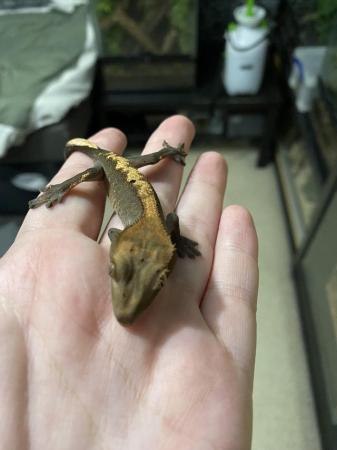 Image 4 of 2 Baby Crested geckos for sale