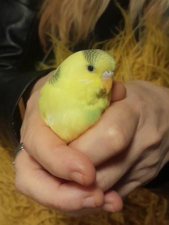Image 2 of Baby budgies for sale, various colours available,  males an,