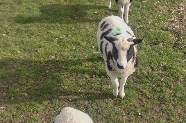 Image 3 of Pedigree Jacob ewes with lambs at foot