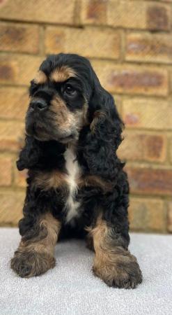 Image 2 of Top Quality Cocker Spaniels for sale