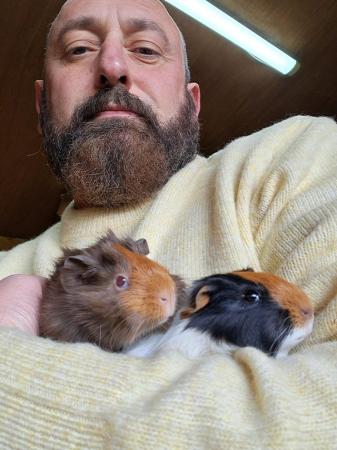 Image 5 of 2 bonded brother male guinea pigs £30 for both