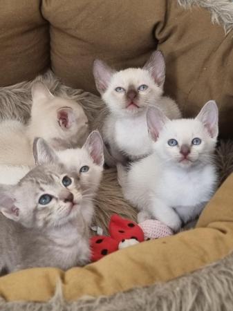 Image 3 of Phabbay Tonkinese kittens