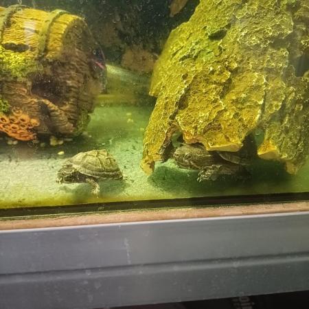 Image 4 of 2 young turtles with tank for sale