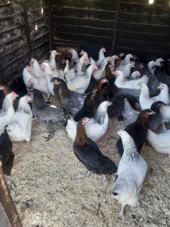 Image 1 of Point of lay hens Various breeds