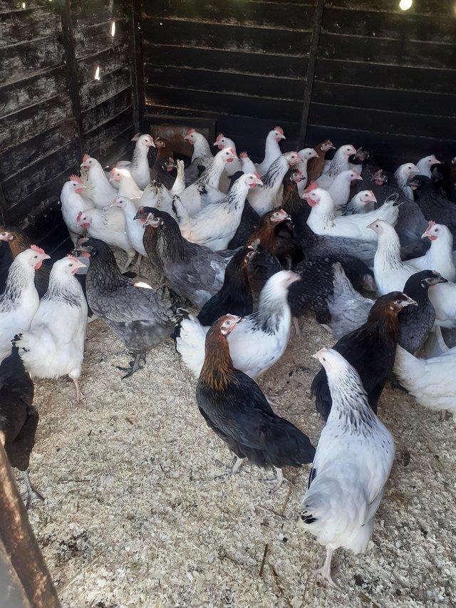 Preview of the first image of Point of lay hens Various breeds.