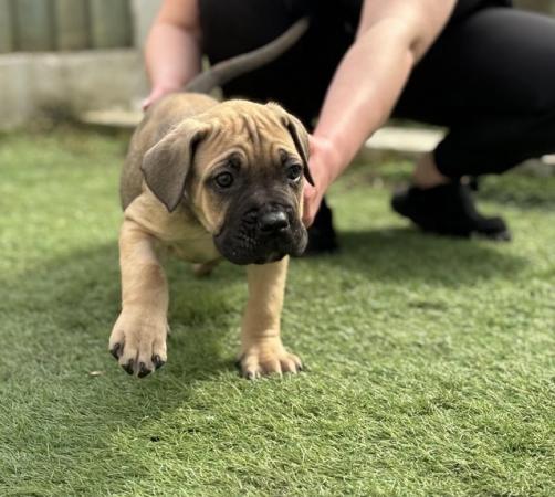 Image 16 of Litter of 12 Cane Corso Puppies