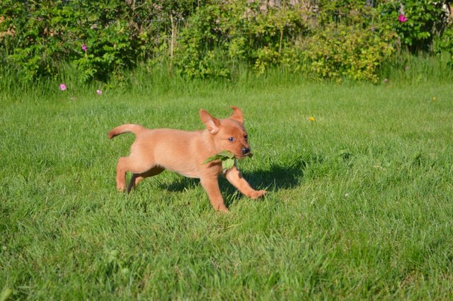 Image 5 of 6 health checkedfox red and yellowLabrador puppies
