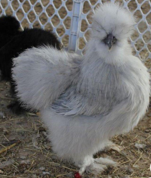 Preview of the first image of Silkie Chickens - White silkie Lavender Silkies Black Silkie.
