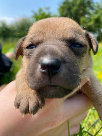Image 2 of Patterjack puppies for sale