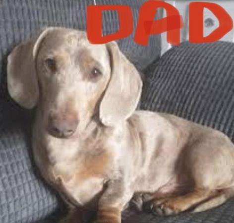 Image 5 of Mini dachshund puppies silver blue dapples black tan