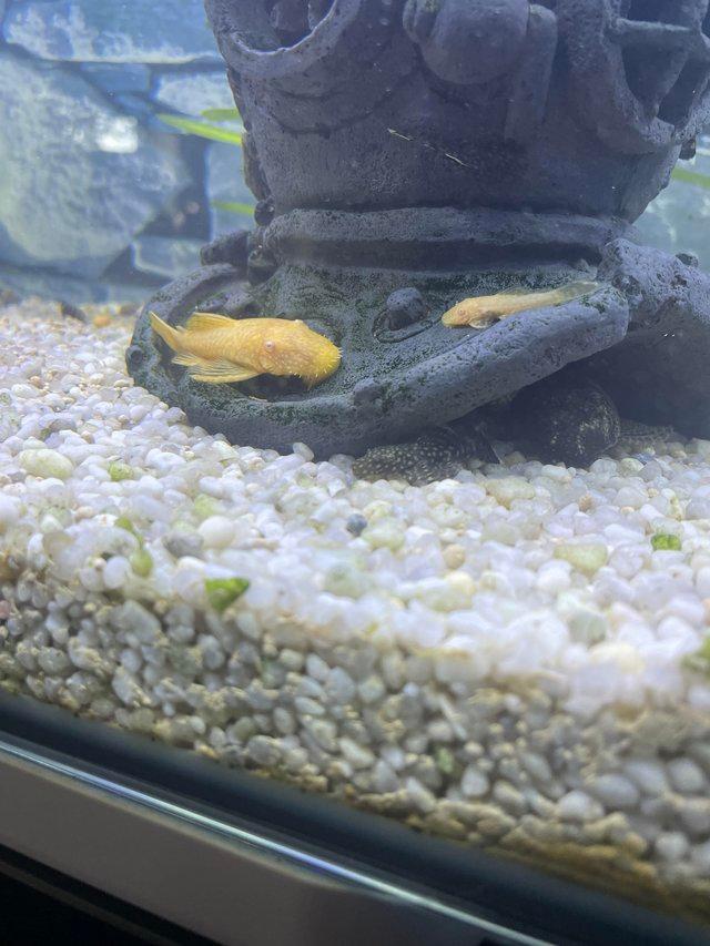 Preview of the first image of Young bristlenose plecos for sale.