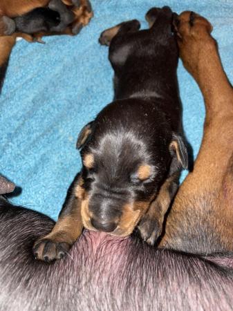 Image 11 of SOLD Beautiful Doberman puppies READY 11th MAY