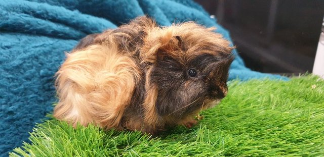 Image 3 of 3 lovely Male (Boars) Guinea Pigs for Sale