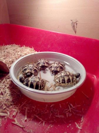 Image 2 of Herman baby tortoises5 available 1 lefr