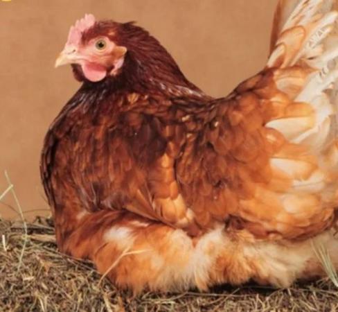 Image 3 of Point of lay chickens for sale