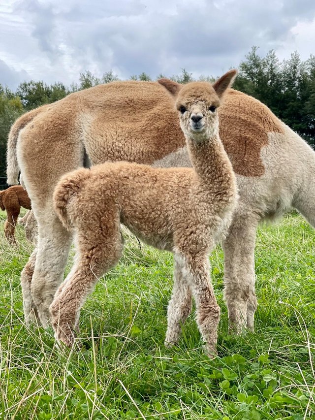 Preview of the first image of Beautiful trio of female weanling alpacas.