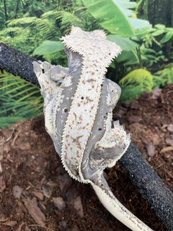 Image 3 of Adult female full pinstripe dalmation crested gecko