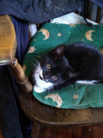 Image 1 of 1 Beautiful kitten, she is still available,