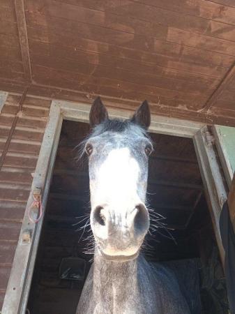 Image 3 of Beautiful connemara pony for loan