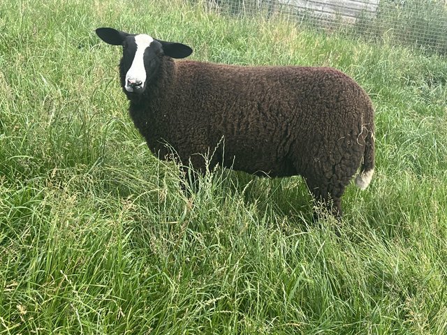 Preview of the first image of Zwartbles ewe lambs pedigree.