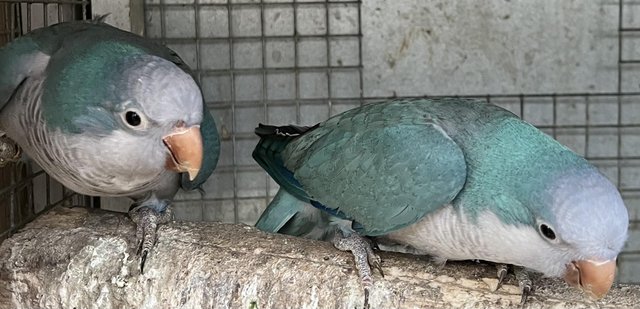 Image 1 of Pair of Blue Quaker parrots