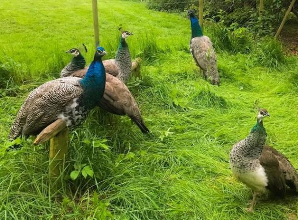 Image 3 of Indian Blue Peackocks & Peahens for sale. Peafowl.