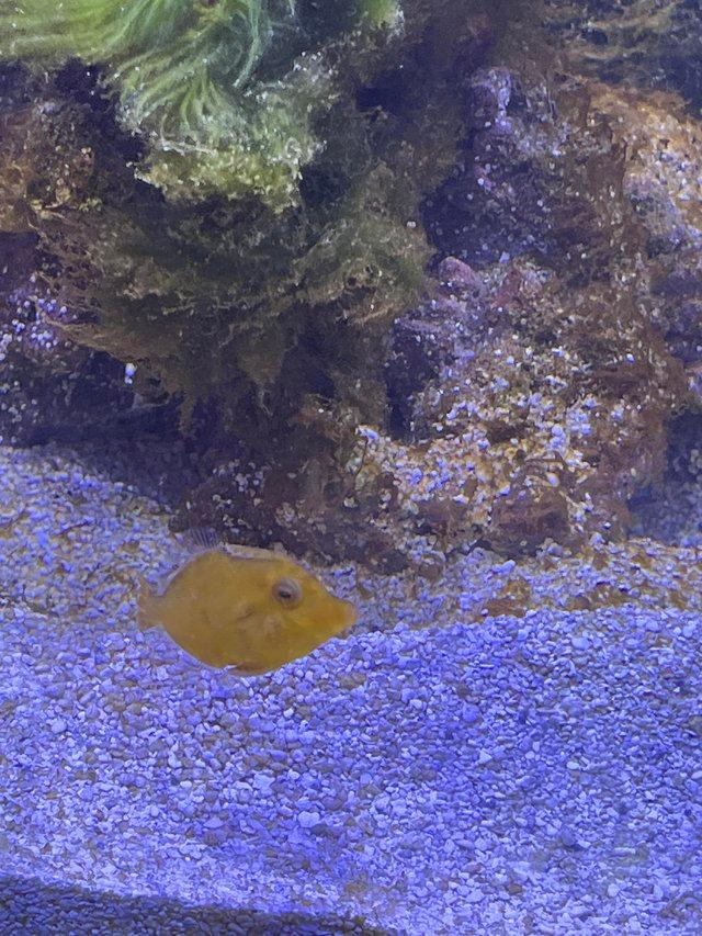 Preview of the first image of Aiptasia eating Filefish 2 year old.