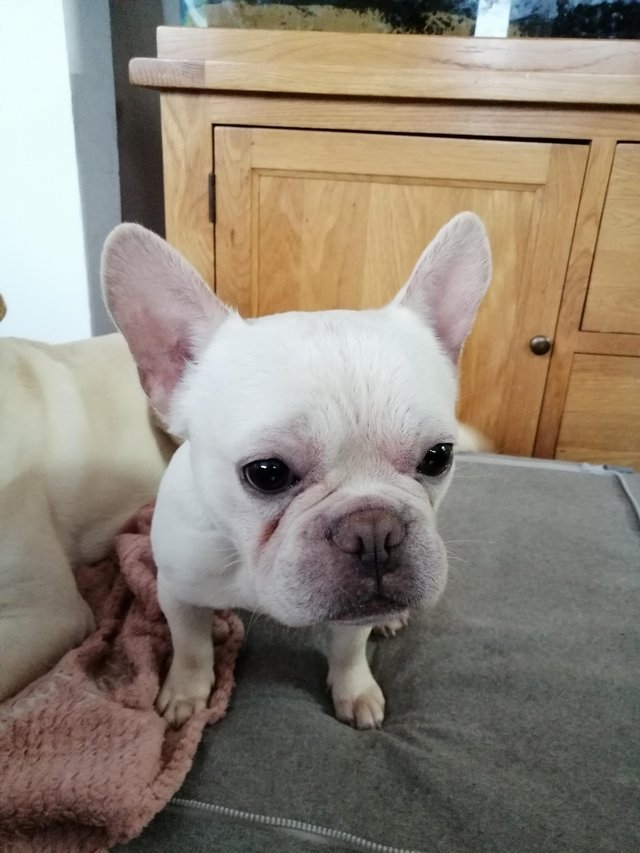 Preview of the first image of 18 Months old French Bulldog.